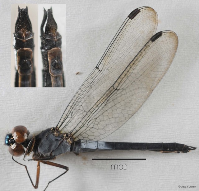 Orchithemis pruinans