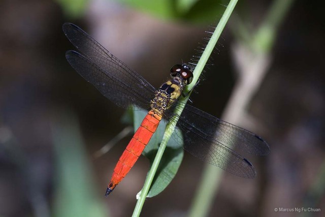 Orchithemis pulcherrima • © Marcus Ng Fu Chuan • All Rights Reserved