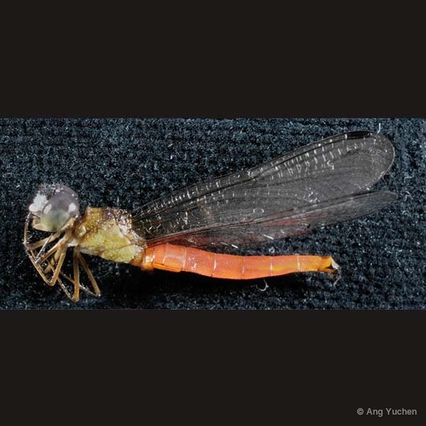 Orchithemis pulcherrima