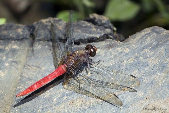 Orthetrum chrysis • © Marcus Ng Fu Chuan • All Rights Reserved