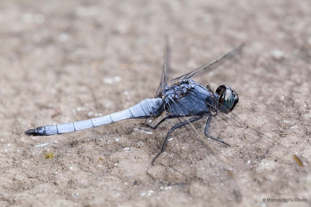 Orthetrum glaucum • © Marcus Ng Fu Chuan • All Rights Reserved