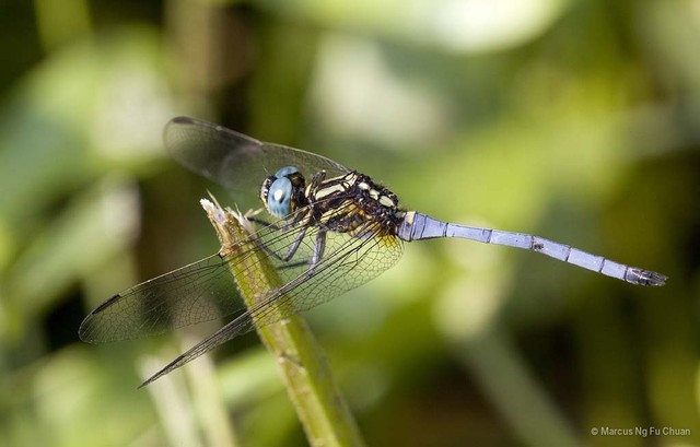 Orthetrum luzonicum • © Marcus Ng Fu Chuan • All Rights Reserved