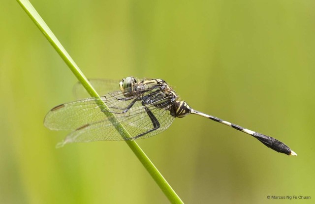 Orthetrum sabina • © Marcus Ng Fu Chuan • All Rights Reserved
