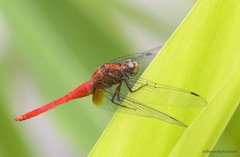 Orthetrum testaceum