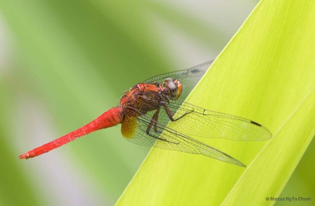 Orthetrum testaceum • © Marcus Ng Fu Chuan • All Rights Reserved
