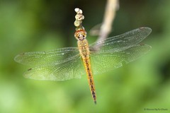 Pantala flavescens