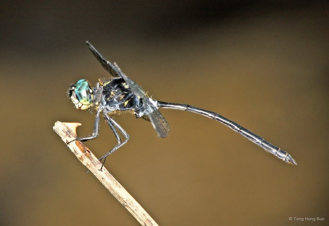 Pornothemis starrei • © Tang Hung Bun • All Rights Reserved