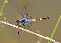 Potamarcha congener • © Tang Hung Bun • All Rights Reserved