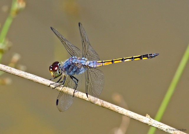 Potamarcha congener