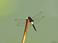 Pseudothemis jorina • © Tang Hung Bun • All Rights Reserved