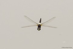 Pseudothemis jorina • © Marcus Ng Fu Chuan • All Rights Reserved