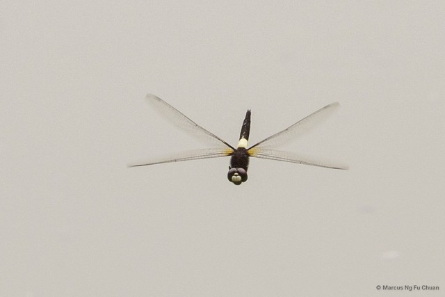 Pseudothemis jorina