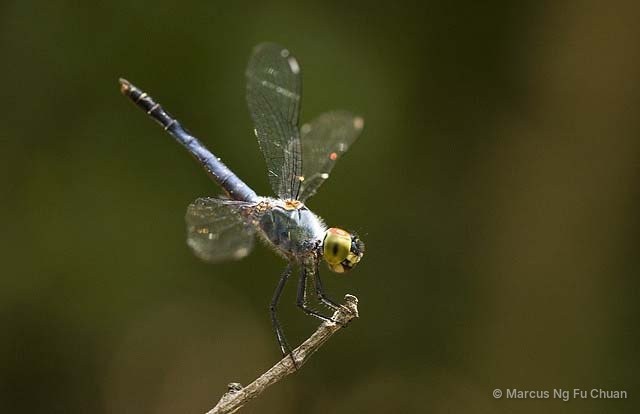 Raphismia bispina • © Marcus Ng Fu Chuan • All Rights Reserved