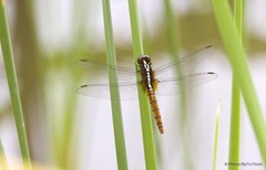 Rhodothemis rufa
