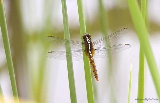 Rhodothemis rufa • © Marcus Ng Fu Chuan • All Rights Reserved