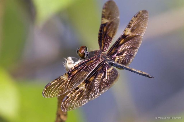 Rhyothemis obsolescens • © Marcus Ng Fu Chuan • All Rights Reserved