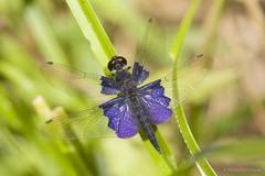 Rhyothemis triangularis