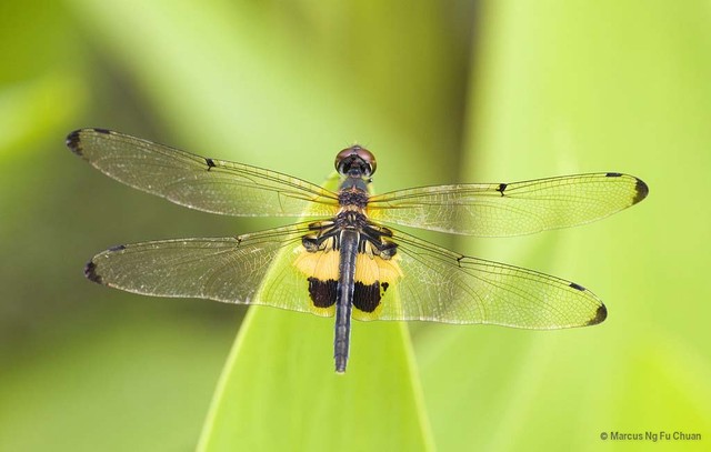 Rhyothemis variegata • © Marcus Ng Fu Chuan • All Rights Reserved