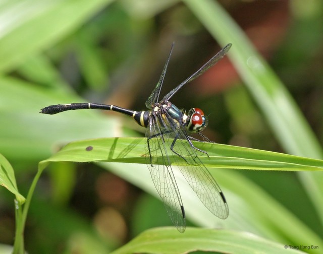 Risiophlebia dohrni • © Tang Hung Bun • All Rights Reserved