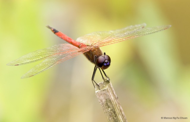 Tramea transmarina euryale • © Marcus Ng Fu Chuan • All Rights Reserved