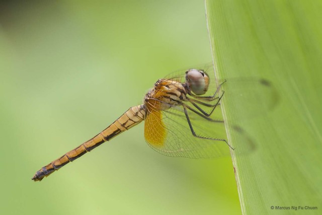 Trithemis aurora • © Marcus Ng Fu Chuan • All Rights Reserved