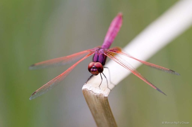 Trithemis aurora
