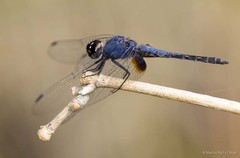 Trithemis festiva • © Marcus Ng Fu Chuan • All Rights Reserved