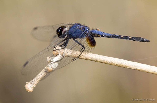 Trithemis festiva • © Marcus Ng Fu Chuan • All Rights Reserved