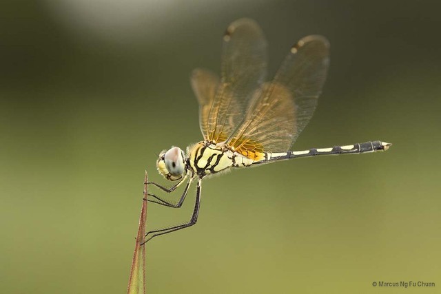 Trithemis pallidinervis • © Marcus Ng Fu Chuan • All Rights Reserved