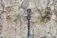 Tyriobapta torrida