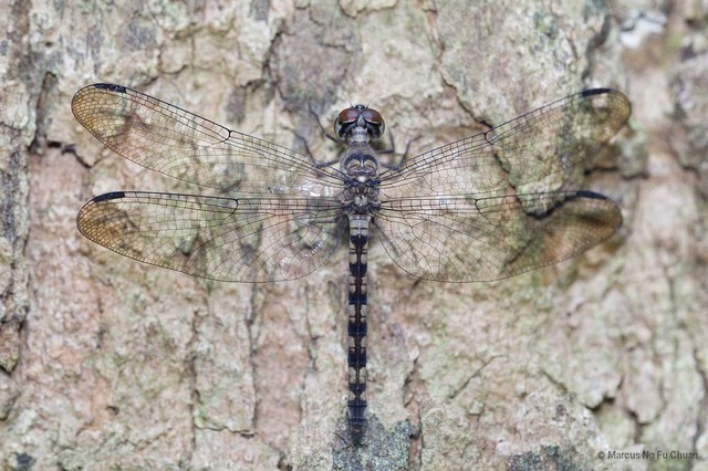 Tyriobapta torrida • © Marcus Ng Fu Chuan • All Rights Reserved