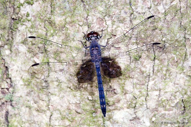 Tyriobapta torrida
