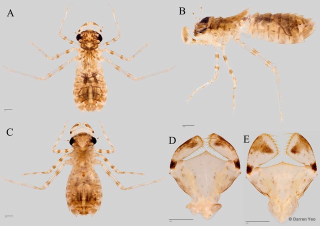 Tyriobapta torrida