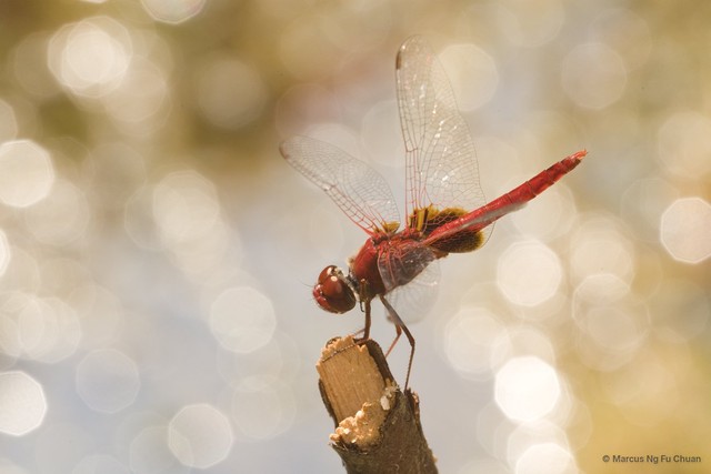 Urothemis signata insignata • © Marcus Ng Fu Chuan • All Rights Reserved