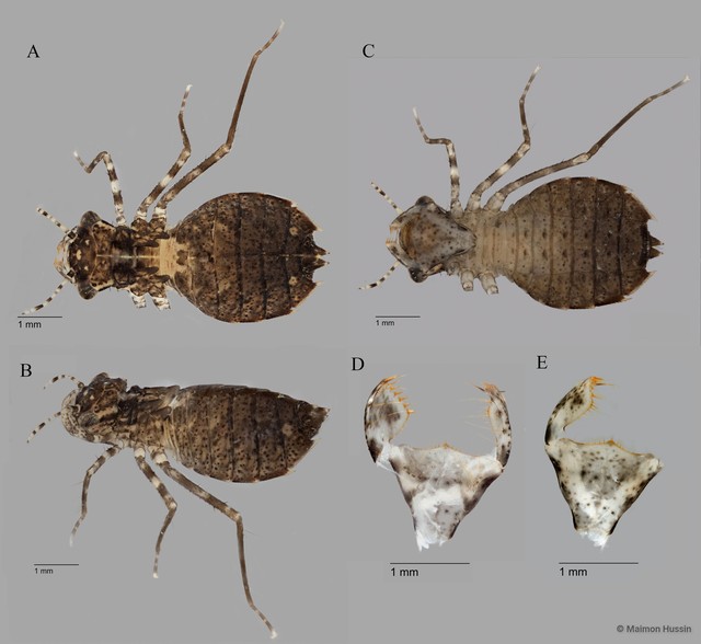 Zyxomma petiolatum