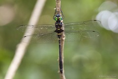 Epophthalmia vittigera • © Marcus Ng Fu Chuan • All Rights Reserved