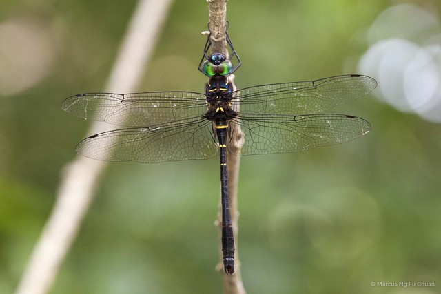 Epophthalmia vittigera • © Marcus Ng Fu Chuan • All Rights Reserved