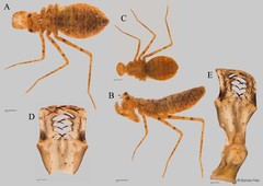 Epophthalmia vittigera • © Darren Yeo • All Rights Reserved