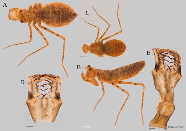 Epophthalmia vittigera