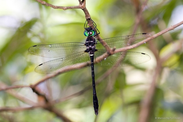 Macromia cincta • © Marcus Ng Fu Chuan • All Rights Reserved