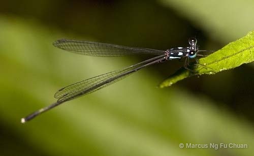 Coeliccia albicauda • © Marcus Ng Fu Chuan • All Rights Reserved