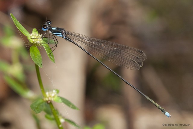 Coeliccia didyma • © Marcus Ng Fu Chuan • All Rights Reserved