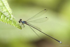 Coeliccia octogesima • © Marcus Ng Fu Chuan • All Rights Reserved