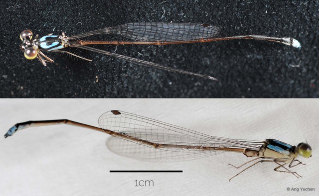 Coeliccia octogesima