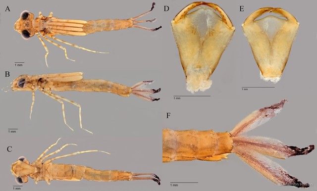 Coeliccia octogesima