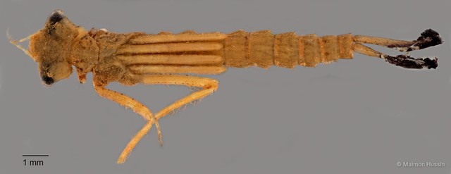 Copera marginipes