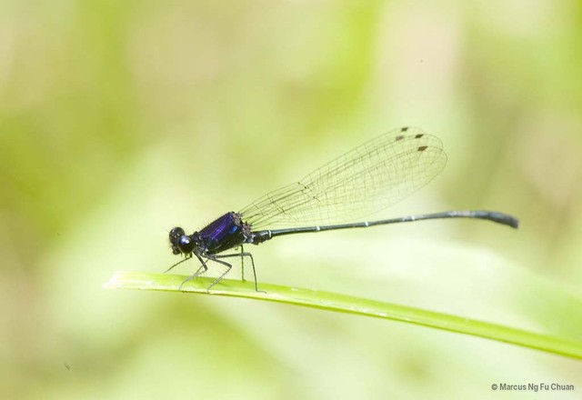 Onychargia atrocyana • © Marcus Ng Fu Chuan • All Rights Reserved