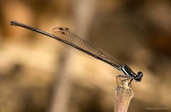 Prodasineura collaris • © Marcus Ng Fu Chuan • All Rights Reserved