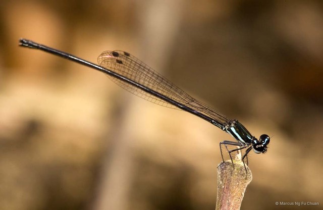Prodasineura collaris • © Marcus Ng Fu Chuan • All Rights Reserved