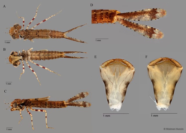 Prodasineura collaris